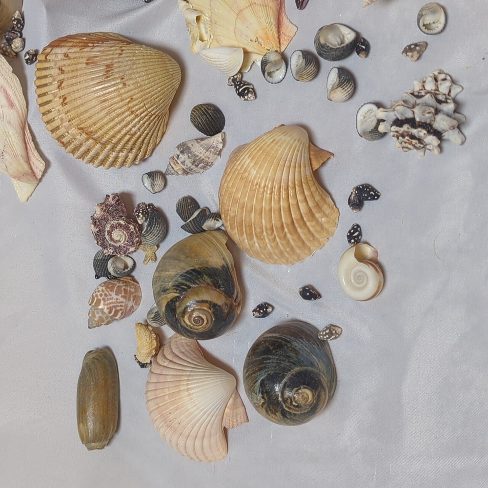 Sea Shell Lot 1/4" To 3.5" Beach House Decor Arts Crafts Jewlery 2 Pounds - Picture 4 of 6